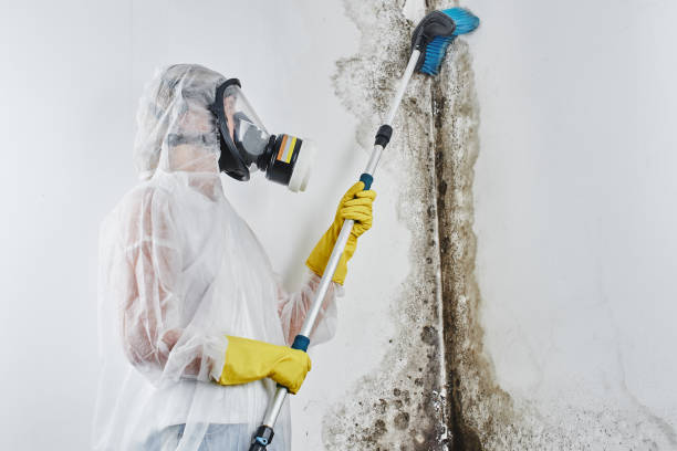 Best White Mold Remediation in Lexington, NE