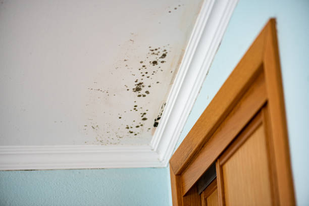 Lexington, NE Mold Remediation Company