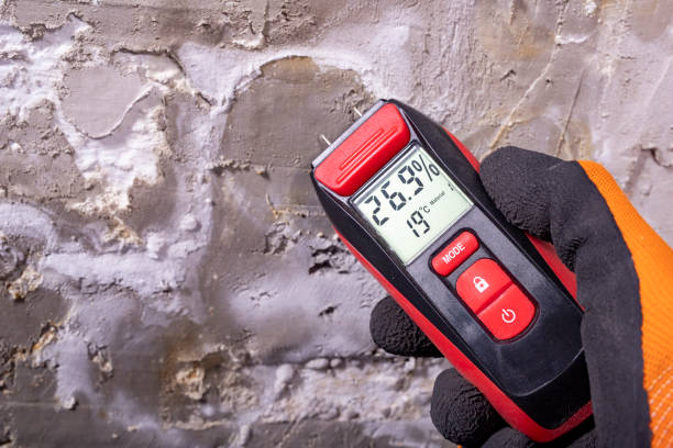 Best DIY Mold Remediation Support Services in Lexington, NE