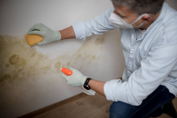 Best Attic Mold Remediation in Lexington, NE
