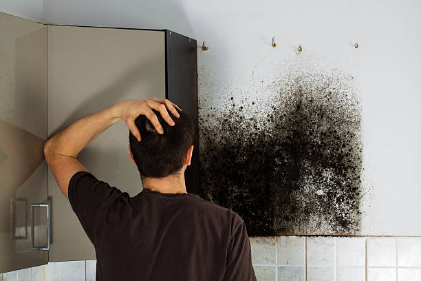 Best Emergency Mold Remediation in Lexington, NE
