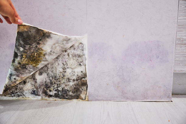 Best Residential Mold Remediation in Lexington, NE